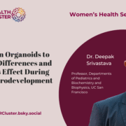 Using Brain Organoids to Study Sex Differences and Estradiol’s Effect During Human Neurodevelopment